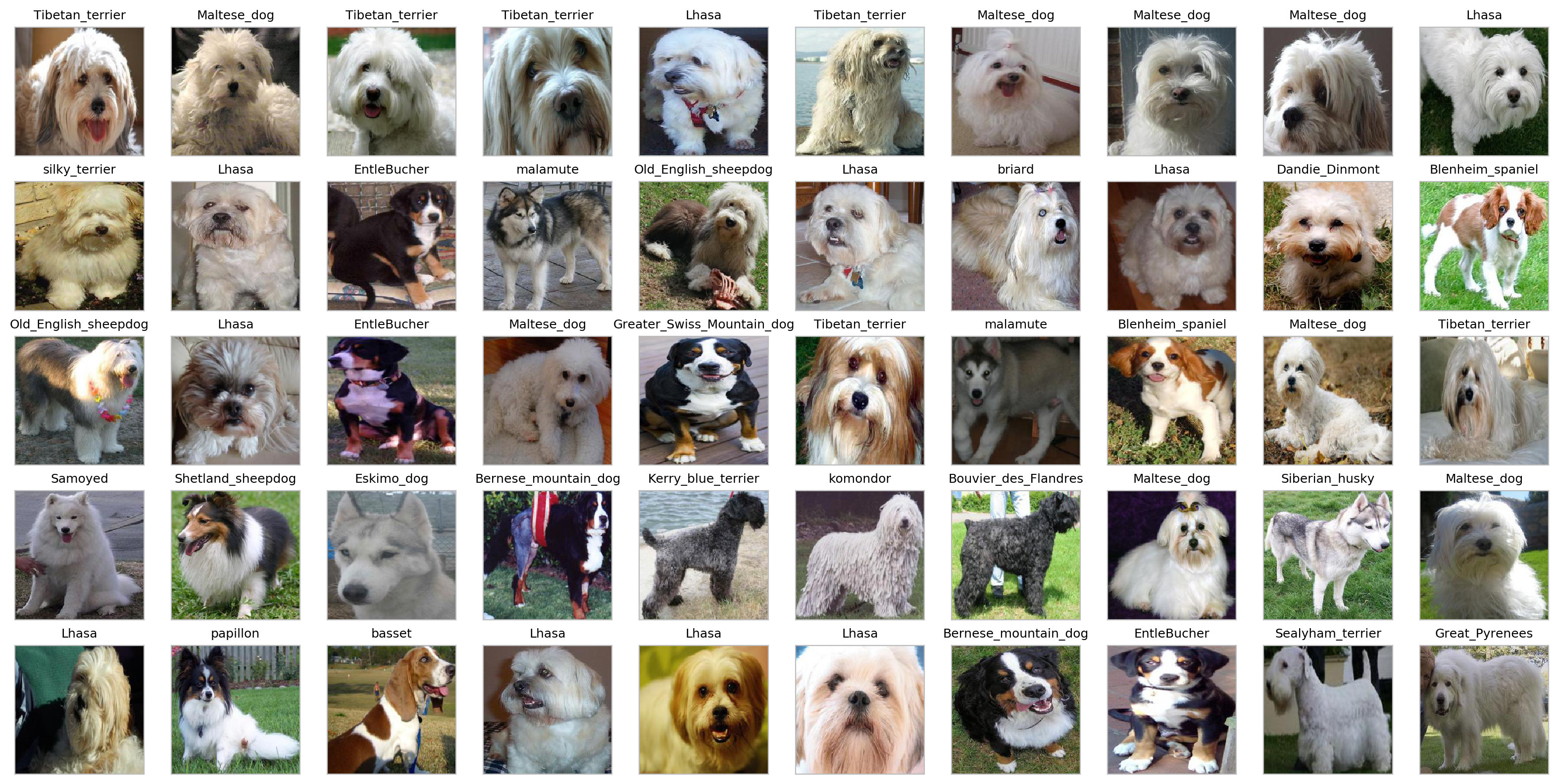 Identify dogs that look similar from the photos. Source: Solving the mystery of my dog’s breed with ML